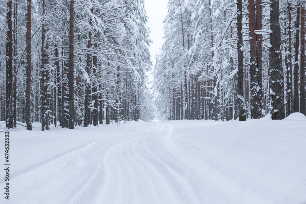 Forest in winter trees covered with snow Forest in winter trees covered with snow