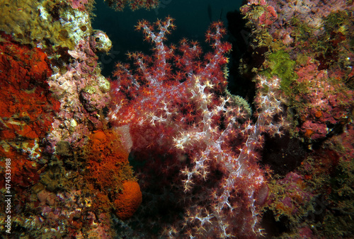 Dendronephthya hemprichi coral growing on a wreck Boracay Island Philippines