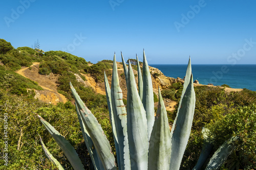 agave on top of a cliff on Dona Ana beach at Lagos, Algarve, Portugal   © hectorchristiaen