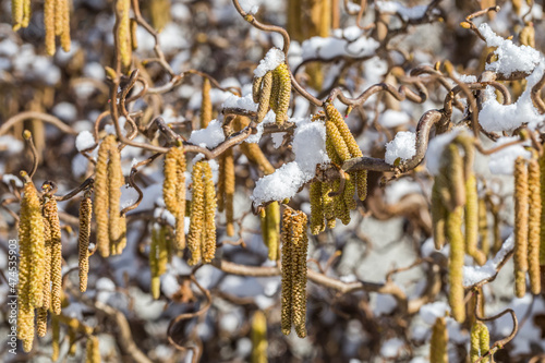 Male catkins of the common hazel in the winter