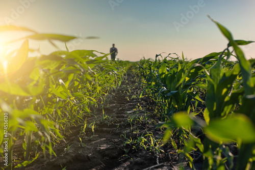 Farm worker walk along maize stalks in fields sunset time somwhere in Ukraine photo