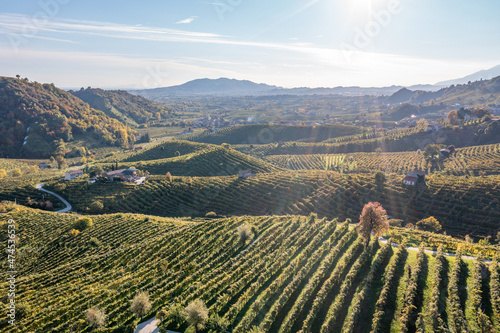 Aerial view of Vineyards in Valdobbiadene  Veneto  Italy