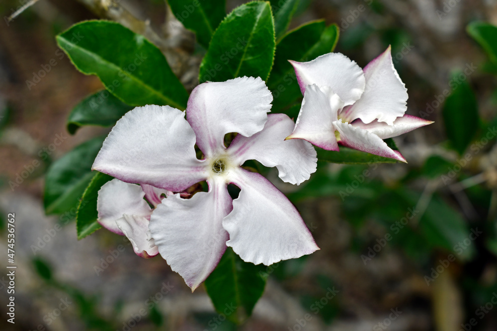 Obraz premium White desert rose flowers (Adenium obesum)