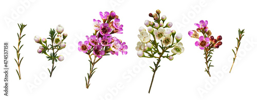 Obraz na płótnie Set of chamelaucium flowers, buds  and leaves isolated