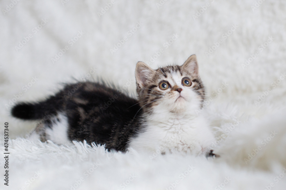 Gray white fluffy kitten sits on bed