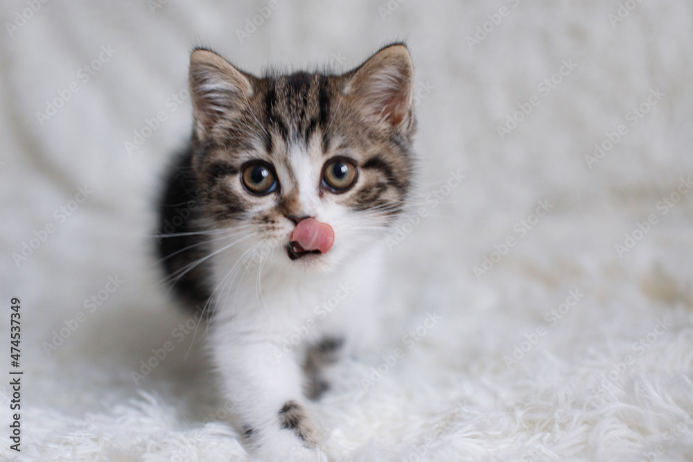 Gray white fluffy kitten sits on bed Gray white fluffy kitten sits on bed