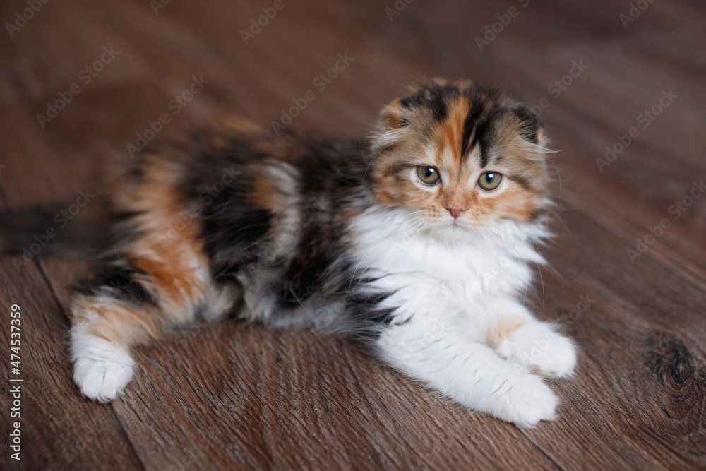 Cute tricolor higland fold scottish kitten. Cute tricolor higland fold scottish kitten.
