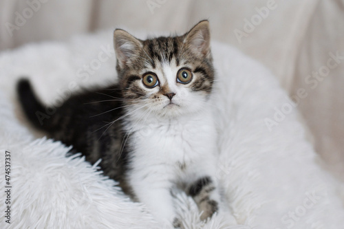 Gray white fluffy kitten sits on bed © olgasparrow