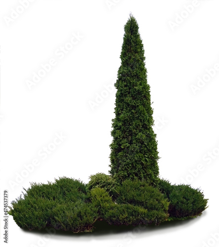 Isolated image of a thuja tree and a bush thuja.