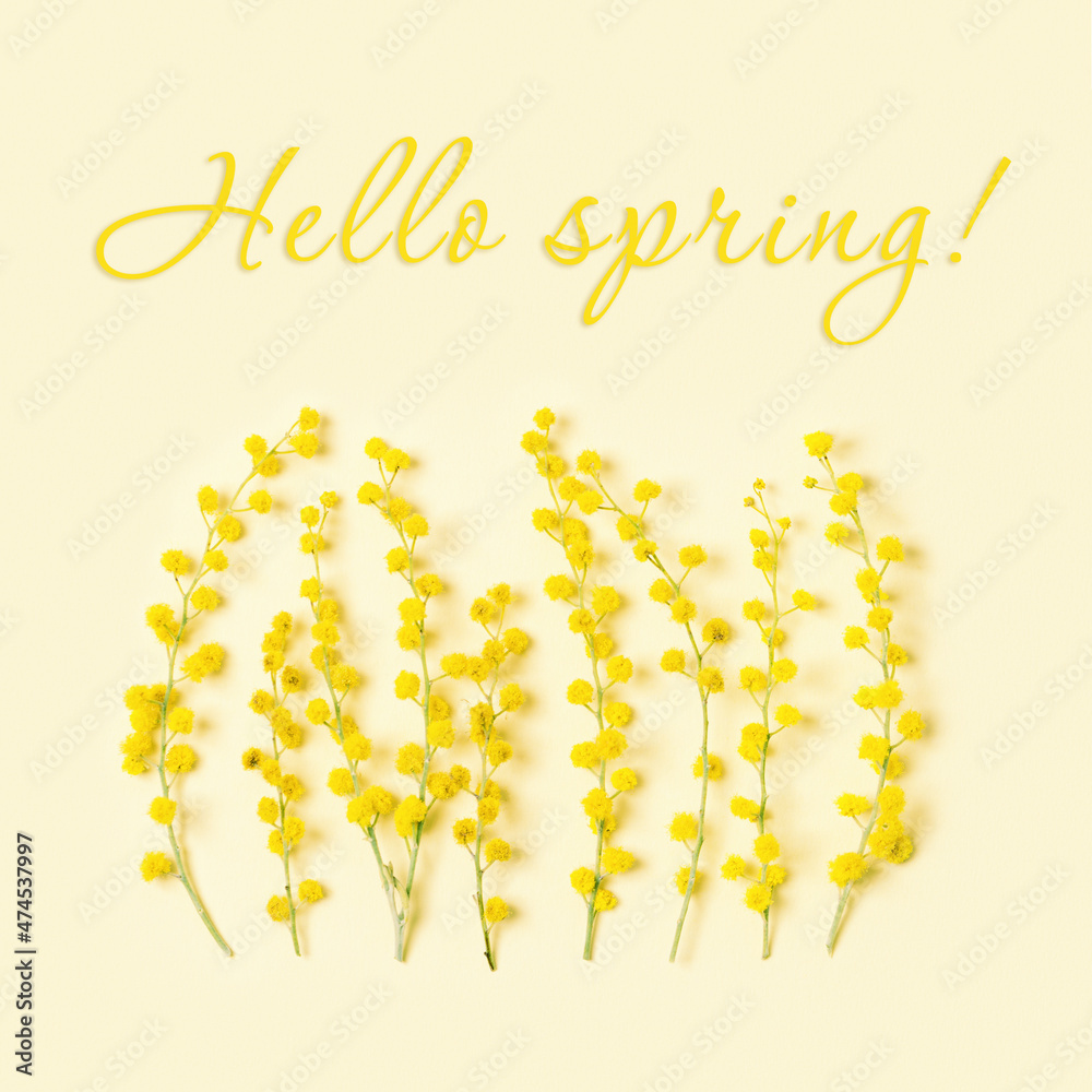 Mimosa flowers close up, blooming tree branches, Spring season background. Fluffy yellow bloom acacia balls, springtime festive symbol. Text hello spring. Top view, monochrome pastel colors Mimosa flowers close up, blooming tree branches, Spring season background. Fluffy yellow bloom acacia balls, springtime festive symbol. Text hello spring. Top view, monochrome pastel colors