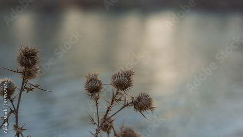 Dry fruits of milk thistle on a blurred background.