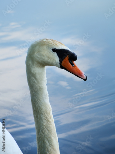 Łabędź niemy / Cygnus olor photo