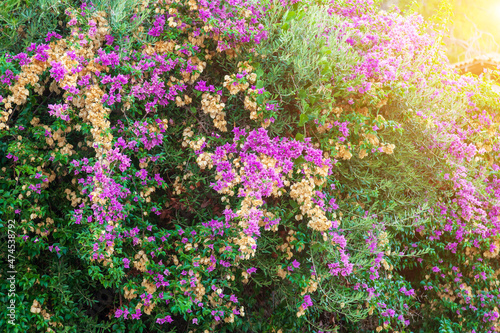Foto Ecological background with Pink and purple flowers of bougainvillaea plant with