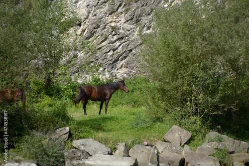 Konie nad rzeką