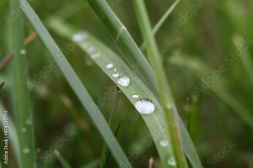 Krople wody na trawie