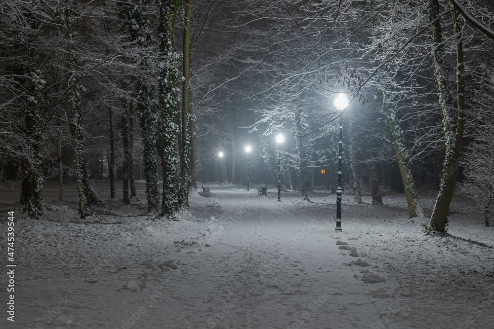 Parkowa alejka w zimową śnieżną noc. Widoczność jest ograniczona przez padający śnieg. - obrazy, fototapety, plakaty 