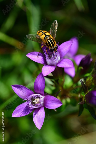 Deutscher Fransenenzian mit Schwebfliege