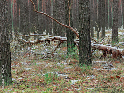 Zima w sosnowym lesie. Na ziemi, miejscami leży cienka warstwa śniegu