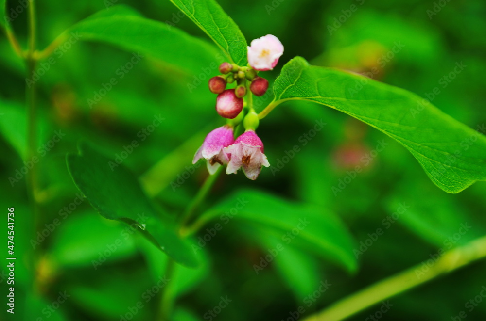 Flower of Common Snowberry Symphoricarpos albus. Flower of Common Snowberry Symphoricarpos albus.