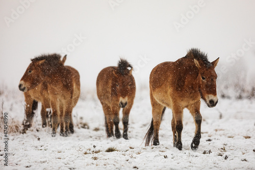 Przewalski's horse (Equus ferus przewalskii ), also called the takhi, Mongolian wild horse or Dzungarian horse,