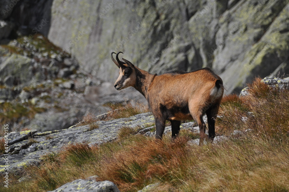 Chamois in High Tatras