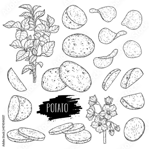 Vector hand drawn potato set. Lineart botanical illustration.