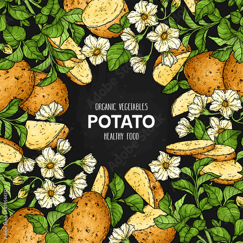 Hand drawn frame with potato. Organic  plant drawing with potato