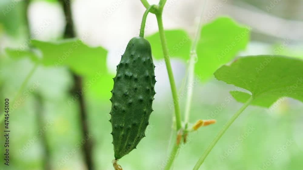 Fresh prickly cucumber plant grows on a bush in a greenhouse or in a field. Harvesting concept. Organic farming business. 4k Fresh prickly cucumber plant grows on a bush in a greenhouse or in a field. Harvesting concept. Organic farming business. 4k