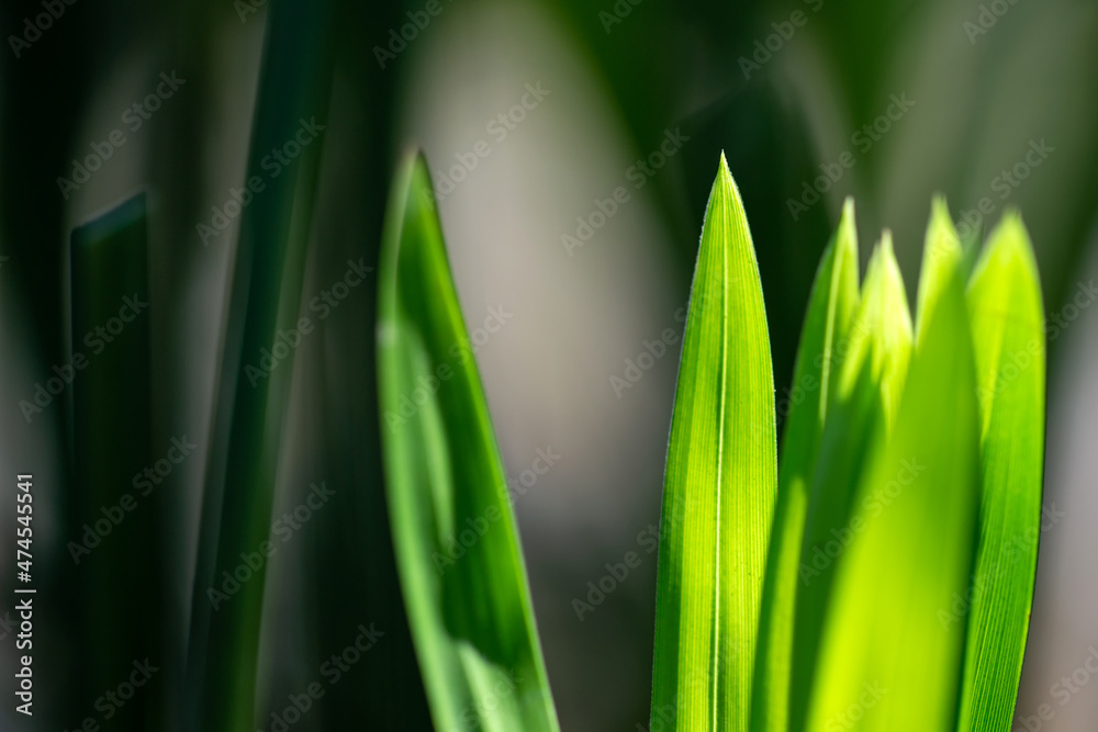 Green leaf with sunlight evergreen natural ecology background.
