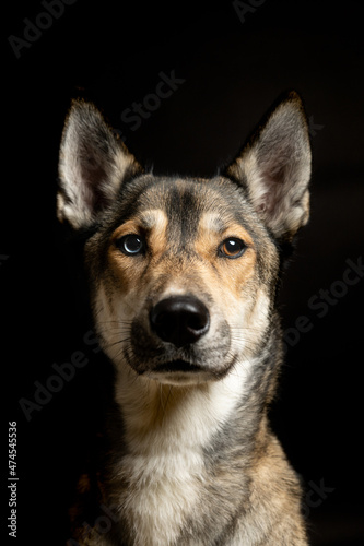 Portrait of a husky dogs in the studio with black background © diego
