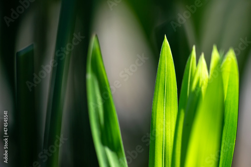 Green leaf with sunlight evergreen natural ecology background.