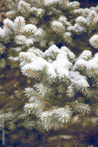 Close up of pine needles covered in snow