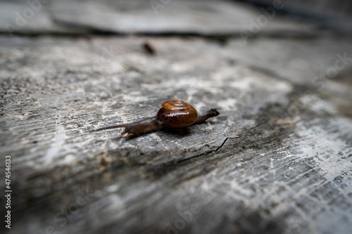 cute little snail