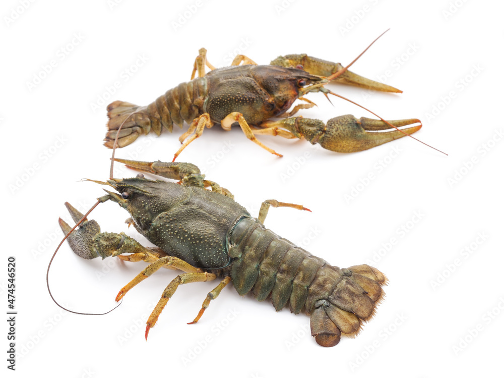 Two river crayfish.