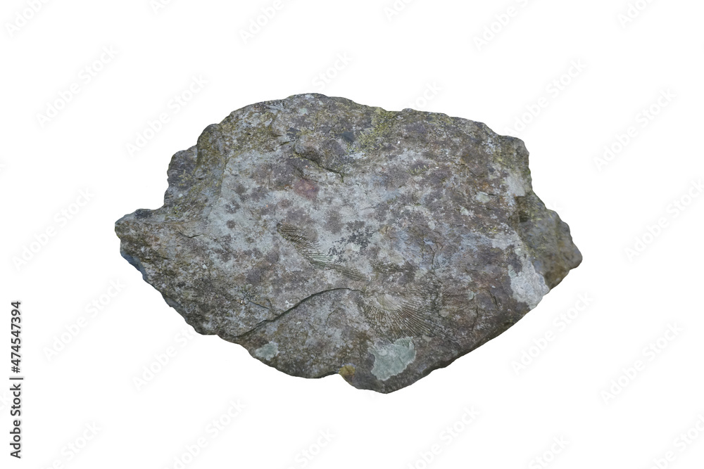 Fine-grain gray sandstone rock with brachiopod fossil isolated on white background. Shell fossils of the Permian period. There is noise and grain caused by the texture of the stone.