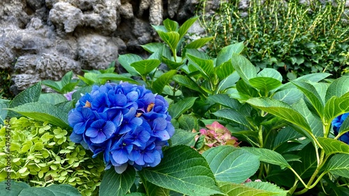 blue hydrangea flowers © Przemysaw