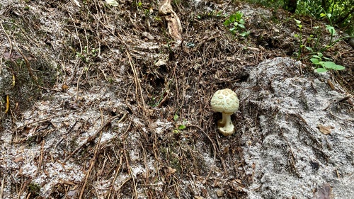 mushrooms on the ground © Przemysaw