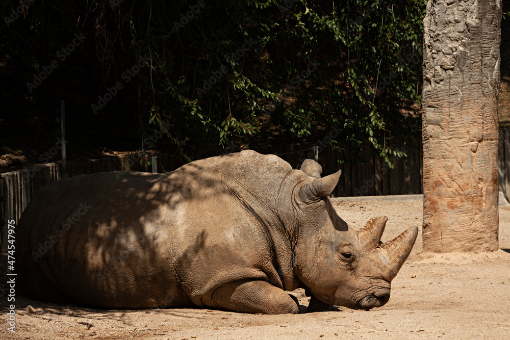 Rinoceronte tumbado en el zoológico. Rinoceronte tumbado en el zoológico.