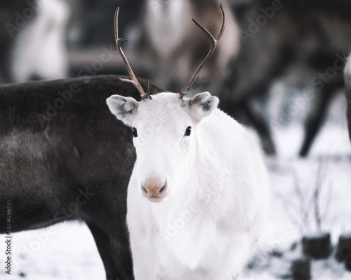Canvas Print reindeers with antlers