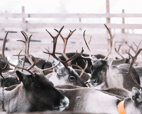 Canvas Print reindeers with antlers