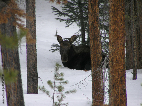Moose looks out from the trees and snow.