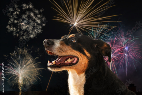Dog on the background of the night sky with fireworks