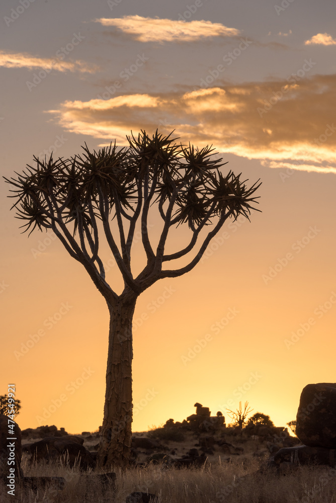 Quiver tree at sunset