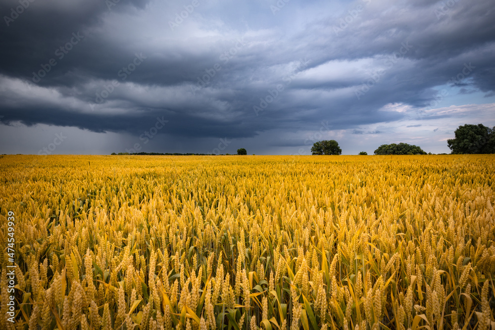June wheat field under summer rainy sky with clouds. Wheat ears, ripening on a field.