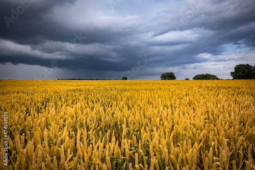June wheat field under summer rainy sky with clouds. Wheat ears  ripening on a field.