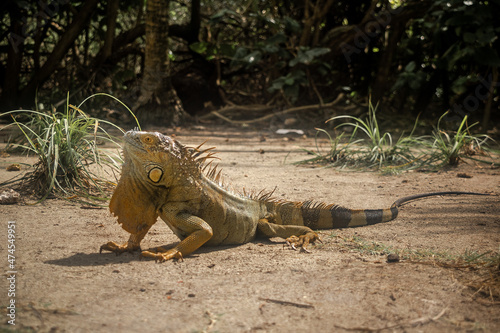 Fototapeta Naklejka Na Ścianę i Meble -  Iguana