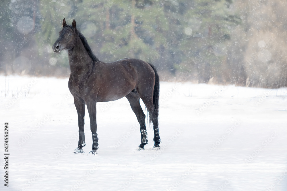 A chestnut young large stallion stands in a snowy field. The forest is in the background. Snowfall A chestnut young large stallion stands in a snowy field. The forest is in the background. Snowfall