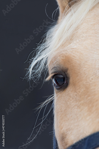 Close up of the white horse s eye. Long yellow mane on a dark background