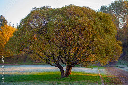 Fragments of autumn park in frozen early morning