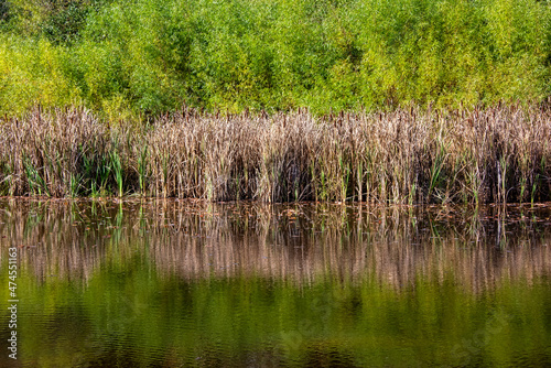 Dried Cattails and Reflection on a Pond